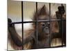 Young Orangutan Hold on to the Bars of a Cage at the Duisburg Zoo-null-Mounted Photographic Print