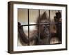 Young Orangutan Hold on to the Bars of a Cage at the Duisburg Zoo-null-Framed Photographic Print