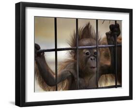 Young Orangutan Hold on to the Bars of a Cage at the Duisburg Zoo-null-Framed Photographic Print