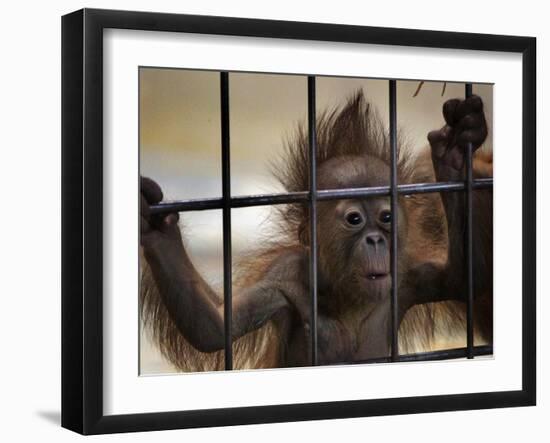 Young Orangutan Hold on to the Bars of a Cage at the Duisburg Zoo-null-Framed Photographic Print