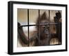 Young Orangutan Hold on to the Bars of a Cage at the Duisburg Zoo-null-Framed Photographic Print