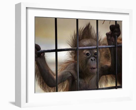 Young Orangutan Hold on to the Bars of a Cage at the Duisburg Zoo-null-Framed Photographic Print