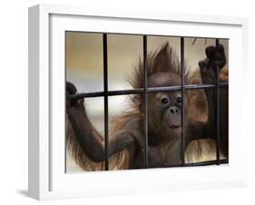 Young Orangutan Hold on to the Bars of a Cage at the Duisburg Zoo-null-Framed Photographic Print