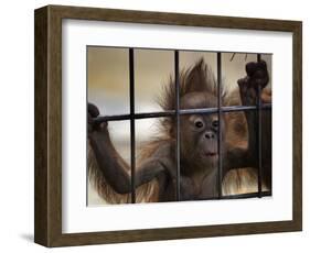 Young Orangutan Hold on to the Bars of a Cage at the Duisburg Zoo-null-Framed Photographic Print