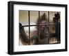 Young Orangutan Hold on to the Bars of a Cage at the Duisburg Zoo-null-Framed Photographic Print