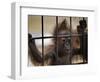 Young Orangutan Hold on to the Bars of a Cage at the Duisburg Zoo-null-Framed Photographic Print