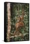 Young Orangutan in the Trees-DLILLC-Framed Stretched Canvas