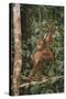 Young Orangutan in the Trees-DLILLC-Stretched Canvas