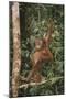 Young Orangutan in the Trees-DLILLC-Mounted Premium Photographic Print