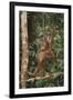 Young Orangutan in the Trees-DLILLC-Framed Premium Photographic Print