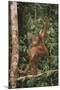 Young Orangutan in the Trees-DLILLC-Mounted Premium Photographic Print