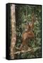 Young Orangutan in the Trees-DLILLC-Framed Stretched Canvas