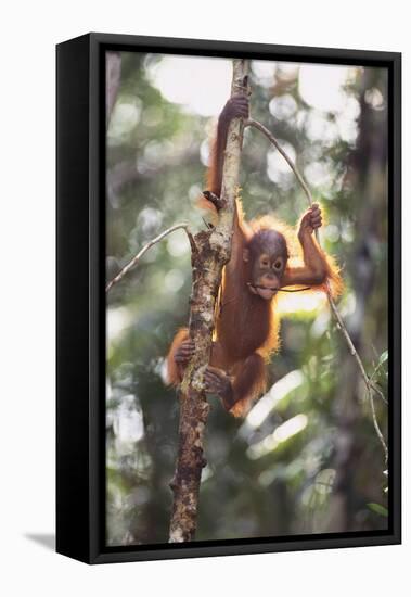 Young Orangutan in the Trees-DLILLC-Framed Stretched Canvas