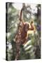 Young Orangutan in the Trees-DLILLC-Stretched Canvas