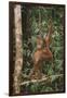 Young Orangutan in the Trees-DLILLC-Framed Photographic Print