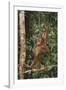 Young Orangutan in the Trees-DLILLC-Framed Photographic Print