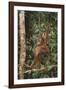 Young Orangutan in the Trees-DLILLC-Framed Photographic Print