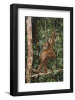 Young Orangutan in the Trees-DLILLC-Framed Photographic Print