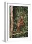 Young Orangutan in the Trees-DLILLC-Framed Photographic Print