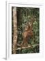 Young Orangutan in the Trees-DLILLC-Framed Photographic Print