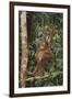 Young Orangutan in the Trees-DLILLC-Framed Photographic Print