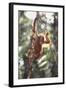 Young Orangutan in the Trees-DLILLC-Framed Photographic Print