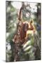 Young Orangutan in the Trees-DLILLC-Mounted Photographic Print