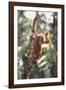 Young Orangutan in the Trees-DLILLC-Framed Photographic Print