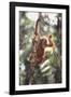 Young Orangutan in the Trees-DLILLC-Framed Photographic Print