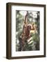 Young Orangutan in the Trees-DLILLC-Framed Photographic Print