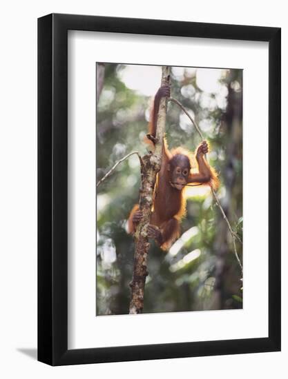 Young Orangutan in the Trees-DLILLC-Framed Photographic Print