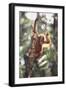 Young Orangutan in the Trees-DLILLC-Framed Photographic Print