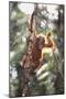 Young Orangutan in the Trees-DLILLC-Mounted Photographic Print