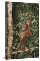 Young Orangutan in the Trees-DLILLC-Stretched Canvas