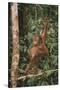 Young Orangutan in the Trees-DLILLC-Stretched Canvas