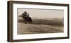 Young Orchard, Palermo, Butte County, California, 1888-1891-Carleton Watkins-Framed Art Print