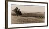 Young Orchard, Palermo, Butte County, California, 1888-1891-Carleton Watkins-Framed Art Print