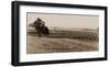 Young Orchard, Palermo, Butte County, California, 1888-1891-Carleton Watkins-Framed Art Print