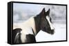 Young Paint Horse Mare in Winter-Zuzule-Framed Stretched Canvas