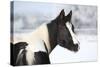 Young Paint Horse Mare in Winter-Zuzule-Stretched Canvas