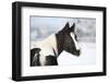 Young Paint Horse Mare in Winter-Zuzule-Framed Photographic Print