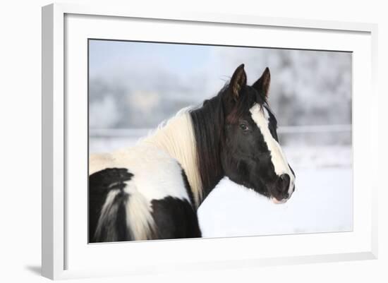 Young Paint Horse Mare in Winter-Zuzule-Framed Photographic Print