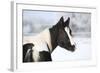 Young Paint Horse Mare in Winter-Zuzule-Framed Photographic Print