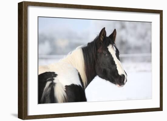 Young Paint Horse Mare in Winter-Zuzule-Framed Photographic Print