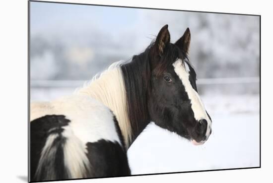 Young Paint Horse Mare in Winter-Zuzule-Mounted Photographic Print