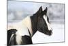 Young Paint Horse Mare in Winter-Zuzule-Mounted Photographic Print