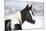 Young Paint Horse Mare in Winter-Zuzule-Mounted Photographic Print