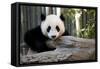 Young Panda-Kris Wiktor-Framed Stretched Canvas