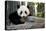 Young Panda-Kris Wiktor-Stretched Canvas