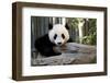 Young Panda-Kris Wiktor-Framed Photographic Print